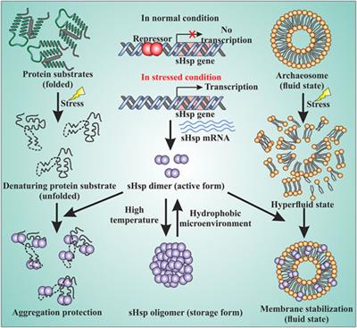 Frontiers | Minimal Yet Powerful: The Role Of Archaeal Small Heat Shock ...